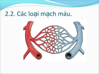 2.2. Các loại mạch máu.
 