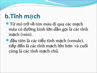 b.Tĩnh mạ ch
Từ mô trở về tim máu đi qua các mạch
 máu có đường kính lớn dần gọi là các tĩnh
 mạch (vein).
đầu tiên là các tiểu tĩnh mạch (venule),
 tiếp đến là các tĩnh mạch lớn hơn và cuối
 cùng là các tĩnh mạch chủ.
 