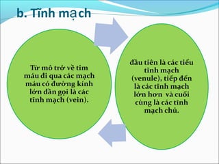 b. Tĩnh mạ ch
 