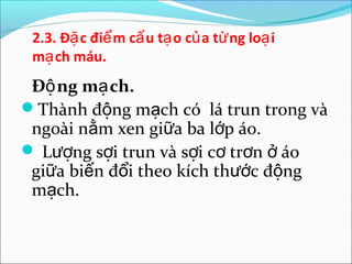 2.3. Đặ c điể m cấ u tạ o củ a từ ng loạ i
 mạ ch máu.
 Độ ng mạ ch.
Thành động mạch có lá trun trong và
 ngoài nằm xen giữa ba lớp áo.
 Lượng sợi trun và sợi cơ trơn ở áo
 giữa biến đổi theo kích thước động
 mạch.
 