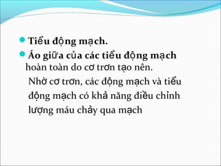 Tiể u độ ng mạ ch.
Áo giữ a củ a các tiể u độ ng mạ ch
 hoàn toàn do cơ trơn tạo nên.
  Nhờ cơ trơn, các động mạch và tiểu
  động mạch có khả năng điều chỉnh
  lượng máu chảy qua mạch
 