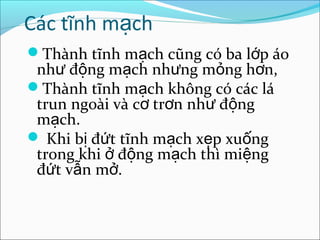 Các tĩnh mạch
Thành tĩnh mạch cũng có ba lớp áo
 như động mạch nhưng mỏng hơn,
Thành tĩnh mạch không có các lá
 trun ngoài và cơ trơn như động
 mạch.
 Khi bị đứt tĩnh mạch xẹp xuống
 trong khi ở động mạch thì miệng
 đứt vẫn mở.
 