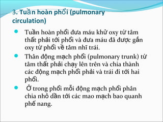 3. Tuầ n hoàn phổ i (pulmonary
circulation)
 Tuần hoàn phổi đưa máu khử oxy từ tâm
  thất phải tới phổi và đưa máu đã được gắn
  oxy từ phổi về tâm nhĩ trái.
 Thân động mạch phổi (pulmonary trunk) từ
  tâm thất phải chạy lên trên và chia thành
  các động mạch phổi phải và trái đi tới hai
  phổi.
 Ở trong phổi mỗi động mạch phổi phân
  chia nhỏ dần tới các mao mạch bao quanh
  phế nang.
 