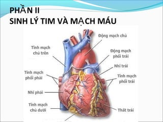 PHẦ N II
SINH LÝ TIM VÀ MẠ CH MÁU
 