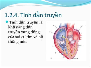 1.2.4. Tính dẫn truyền
Tính dẫn truyền là
 khả năng dẫn
 truyền xung động
 của sợi cơ tim và hệ
 thống nút.
 