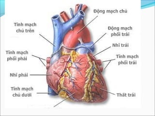 Mô hình giải phẫu hệ tuần hoàn Mô hình hệ tuần hoàn