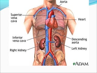 ATLAS HÌNH ẢNH GIẢI PHẪU TIM VÀ MẠCH MÁU CẬP NHẬT CHUẨN LÂM SÀNG