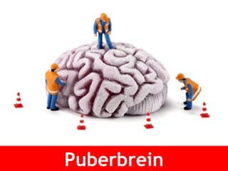Puberbrein Puberbrein 