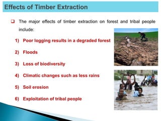  The major effects of timber extraction on forest and tribal people
include:
1) Poor logging results in a degraded forest
2) Floods
3) Loss of biodiversity
4) Climatic changes such as less rains
5) Soil erosion
6) Exploitation of tribal people
 