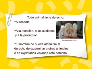 Todo animal tiene derecho:
Al respeto.
A la atención, a los cuidados
y a la protección.
El hombre no puede atribuirse el
derecho de exterminar a otros animales
ó de explotarlos violando este derecho.
PublicDomainPicture
 