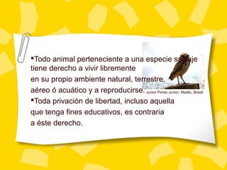 Todo animal perteneciente a una especie salvaje
tiene derecho a vivir libremente
en su propio ambiente natural, terrestre,
aéreo ó acuático y a reproducirse.
Toda privación de libertad, incluso aquella
que tenga fines educativos, es contraria
a éste derecho.
Junior Peres Junior, Matão, Brasil
 