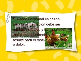 Cuando un animal es criado
para la alimentación debe ser
nutrido, instalado y transportado,
así como sacrificado sin que ello
resulte para él motivo de angustia
ó dolor.
Hans Braxmeier
Iñigo Ibisate ,San Sebastian, España
 