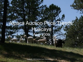Alpaca Auction Price Trends:
         Huacaya
                 April 2009




       Copyright 2009 Melinda Cook, Trueheart Alpacas, LLC   1
 
