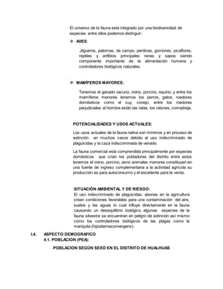 El universo de la fauna esta integrado por una biodiversidad de
especies entre ellos podemos distinguir:
 AVES:
Jilgueros, palomas, de campo, perdices, gorriones, picaflores,
reptiles y anfibios principales ranas y sapos siendo
componente importante de la alimentación humana y
controladores biológicos naturales.
 MAMÍFEROS MAYORES:
Tenemos el ganado vacuno, ovino, porcino, equino; y entre los
mamíferos menores tenemos los perros, gatos, roedores
domésticos como el cuy, conejo, entre los roedores
perjudiciales al hombre están las ratas, los ratones, comadreja.
POTENCIALIDADES Y USOS ACTUALES:
Los usos actuales de la fauna nativa son mínimos y en proceso de
extinción en muchos casos debido al uso indiscriminado de
plaguicidas y la caza indiscriminada de venado.
La fauna comercial esta comprendida principalmente por especies
domésticos que crían los pobladores del distrito entre estos
tenemos el ovino, porcino, asno animales menores constituyen en
una fuente de ingreso complementaria a la actividad agrícola su
producción es para autoconsumo y el excedente para la venta.
SITUACIÓN AMBIENTAL Y DE RIESGO:
El uso indiscriminado de plaguicidas, abonas en la agricultura
crean condiciones favorables para una contaminación del aire,
suelos y las aguas lo cual influye directamente en la fauna
causando un desequilibrio biológico algunas especies de la
fauna silvestre se encuentran en peligro de extinción así mismo
como los controladores biológicos de las plagas como la
mariquita (hipodamiaconvergens).
I.4. ASPECTO DEMOGRAFICO
4.1. POBLACION (PEA):
POBLACION SEGÚN SEXO EN EL DISTRITO DE HUALHUAS
 