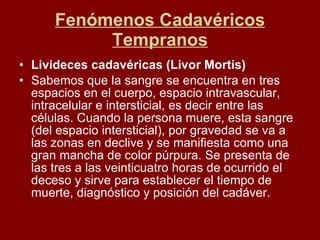 Fenómenos Cadavéricos Tempranos Livideces cadavéricas (Livor Mortis) Sabemos que la sangre se encuentra en tres espacios en el cuerpo, espacio intravascular, intracelular e intersticial, es decir entre las células. Cuando la persona muere, esta sangre (del espacio intersticial), por gravedad se va a las zonas en declive y se manifiesta como una gran mancha de color púrpura. Se presenta de las tres a las veinticuatro horas de ocurrido el deceso y sirve para establecer el tiempo de muerte, diagnóstico y posición del cadáver. 