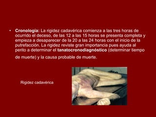 Cronología:  La rigidez cadavérica comienza a las tres horas de ocurrido el deceso, de las 12 a las 15 horas se presenta completa y empieza a desaparecer de la 20 a las 24 horas con el inicio de la putrefacción. La rigidez reviste gran importancia pues ayuda al perito a determinar el  tanatocronodiagnóstico  (determinar tiempo de muerte)   y la causa probable de muerte.   Rigidez cadavérica 