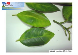 IAPAR, Londrina, 08.09.2008 
 