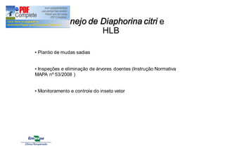 Manejo de Diaphorina citri e 
HLB 
• Plantio de mudas sadias 
• Inspeções e eliminação de árvores doentes (Instrução Normativa 
MAPA nº 53/2008 ) 
• Monitoramento e controle do inseto vetor 
 