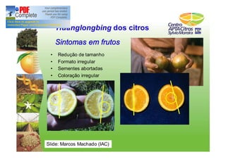 Huanglongbing dos citros 
Sintomas em frutos 
• Redução de tamanho 
• Formato irregular 
• Sementes abortadas 
• Coloração irregular 
Slide: Marcos Machado (IAC) 
 
