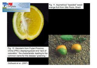 Gottwald et al. (2007) 
Fig. 11. Asymetrical “lopsided” sweet 
orange fruit from São Paulo, Brazil. 
Fig. 12. Mandarin from Fujian Province, 
China (PRC) displaying stylar end “lack of 
coloration,” the characteristic leading to the 
common name for the disease “greening.” 
 
