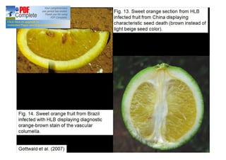 Gottwald et al. (2007) 
Fig. 13. Sweet orange section from HLB 
infected fruit from China displaying 
characteristic seed death (brown instead of 
light beige seed color). 
Fig. 14. Sweet orange fruit from Brazil 
infected with HLB displaying diagnostic 
orange-brown stain of the vascular 
columella. 
 