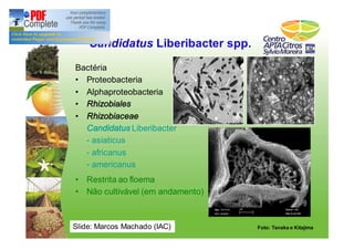 Candidatus Liberibacter spp. 
Bactéria 
• Proteobacteria 
• Alphaproteobacteria 
• Rhizobiales 
• Rhizobiaceae 
Candidatus Liberibacter 
- asiaticus 
- africanus 
- americanus 
Foto: Tanaka e Kitajima 
A B 
• Restrita ao floema 
• Não cultivável (em andamento) 
Slide: Marcos Machado (IAC) 
 