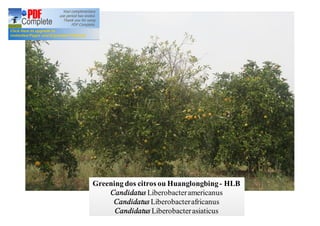Greening dos citros ou Huanglongbing- HLB 
Candidatus Liberobacteramericanus 
Candidatus Liberobacter africanus 
Candidatus Liberobacter asiaticus 
 