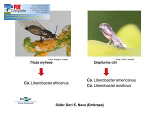 Fotos: Imagens Google Fotos: Paulo Lanzetta 
Trioza erytreae Diaphorina citri 
Ca. Liberobacter americanus 
Ca. Liberobacter asiaticus Ca. Liberobacter africanus 
Slide: Dori E. Nava (Embrapa) 
 