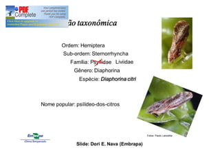 Classificação taxonômica 
Ordem: Hemiptera 
Sub-ordem: Sternorrhyncha 
Liviidae 
Família: Psyllidae 
Gênero: Diaphorina 
Espécie: Diaphorina citri 
Nome popular: psilídeo-dos-citros 
Fotos: Paulo Lanzetta 
Slide: Dori E. Nava (Embrapa) 
 
