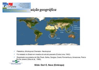 India 
China 
Philippines 
Indonesia 
Distribuição geográfica 
Brazil 
Africa 
EUA 
ü Paleártica, Afrotropical, Oriental e Neotropical 
ü Foi relatado no Brasil em meados do século passado (Costa Lima, 1942). 
ü Registrado nos estados de São Paulo, Bahia, Sergipe, Ceará, Pernambuco, Amazonas, Pará e 
Rio de Janeiro (Silva et al., 1968). 
Slide: Dori E. Nava (Embrapa) 
 