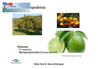 Plantas hospedeiras 
Rutaceae 
- 21 espécies 
- Murraya paniculata (Orange jasmine) 
Fotos: Imagens Google, Dori E. Nava 
Slide: Dori E. Nava (Embrapa) 
 