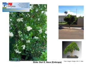 Fotos: Imagens Google e Dori E. Nava Slide: Dori E. Nava (Embrapa) 
 