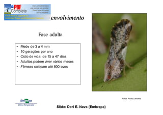 Fases do desenvolvimento 
Fase adulta 
• Mede de 3 a 4 mm 
• 10 gerações por ano 
• Ciclo de vida: de 15 a 47 dias 
• Adultos podem viver vários meses 
• Fêmeas colocam até 800 ovos 
Fotos: Paulo Lanzetta 
Slide: Dori E. Nava (Embrapa) 
 