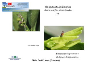 Os adultos ficam próximos 
das brotações alimentando-se. 
Fêmeas fertéis possuem o 
abdomem de cor amarela 
Fotos: Imagens Google 
Slide: Dori E. Nava (Embrapa) 
 