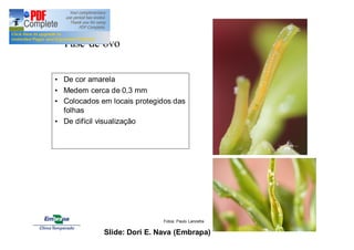 Fase de ovo 
• De cor amarela 
• Medem cerca de 0,3 mm 
• Colocados em locais protegidos das 
folhas 
• De difícil visualização 
Fotos: Paulo Lanzetta 
Slide: Dori E. Nava (Embrapa) 
 