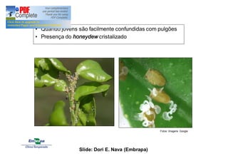• Quando jovens são facilmente confundidas com pulgões 
• Presença do honeydew cristalizado 
Fotos: Imagens Google 
Slide: Dori E. Nava (Embrapa) 
 