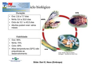 Ciclo biológico 
Duração 
• Ovo: 2,6 a 7,7 dias 
• Ninfa: 9,4 a 35,8 dias 
• Ciclo de 12,1 a 43,5 dias 
• Adultos podem viver vários 
meses 
Viabilidade 
• Ovo: 95% 
• Ninfa: 74% 
• Ciclo: 69% 
• Altas temperaturas (32ºC) são 
prejudiciais ao 
desenvolvimento 
Fotos: Heraldo Negri de Oliveira 
Montagem : Alexandre de Sene Pinto 
Slide: Dori E. Nava (Embrapa) 
 