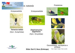 4) Inimigos naturais 
Tamarixia radiata 
(Hym.: Eulophidae) 
Diaphorencyrtus 
aligarhensis 
(Hym.: Encyrtidae) 
Predadores 
Coccinelídeos, neurópteros e 
sirfídeos 
Ectoparasitóide Endoparasitóide 
Fotos: Imagens Google Slide: Dori E. Nava (Embrapa) e Paulo Lanzetta 
 