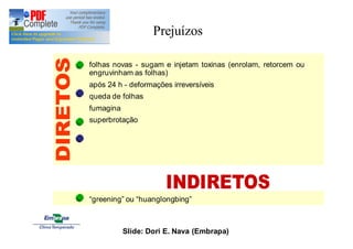 Prejuízos 
folhas novas - sugam e injetam toxinas (enrolam, retorcem ou 
engruvinham as folhas) 
após 24 h - deformações irreversíveis 
queda de folhas 
fumagina 
superbrotação 
“greening” ou “huanglongbing” 
Slide: Dori E. Nava (Embrapa) 
 