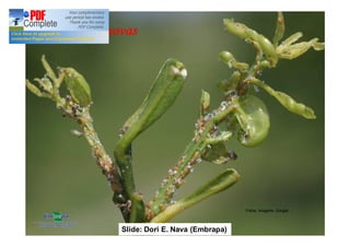 Folhas novas 
Fotos: Imagens Google 
Slide: Dori E. Nava (Embrapa) 
 