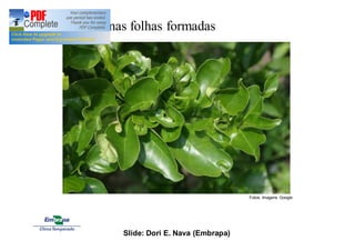 Danos nas folhas formadas 
Fotos: Imagens Google 
Slide: Dori E. Nava (Embrapa) 
 