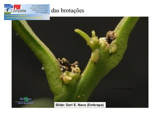 Morte das brotações 
Fotos: Imagens Google 
Slide: Dori E. Nava (Embrapa) 
 