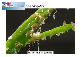 Produção do honeydew 
Fotos: Imagens Google 
Slide: Dori E. Nava (Embrapa) 
 