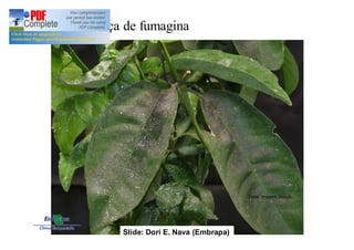 Presença de fumagina 
Fotos: Imagens Google 
Slide: Dori E. Nava (Embrapa) 
 