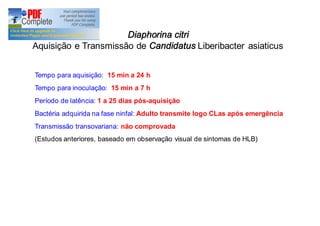 Diaphorina citri 
Aquisição e Transmissão de Candidatus Liberibacter asiaticus 
Tempo para aquisição: 15 min a 24 h 
Tempo para inoculação: 15 min a 7 h 
Período de latência: 1 a 25 dias pós-aquisição 
Bactéria adquirida na fase ninfal: Adulto transmite logo CLas após emergência 
Transmissão transovariana: não comprovada 
(Estudos anteriores, baseado em observação visual de sintomas de HLB) 
 