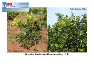 Greening dos citros ou Huanglongbing - HLB 
Foto: Colleta-Filho 
Foto: Colleta-Filho 
 