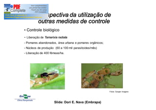 Perspectiva da utilização de 
outras medidas de controle 
• Controle biológico 
- Liberação de Tamarixia radiata 
- Pomares abandonados, área urbana e pomares orgânicos; 
- Núcleos de produção (60 a 100 mil parasitoides/mês) 
- Liberação de 400 fêmeas/ha. 
Fotos: Google Imagens 
Slide: Dori E. Nava (Embrapa) 
 