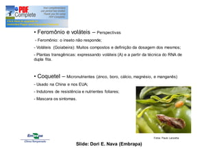 • Feromônio e voláteis – Perspectivas 
- Feromônio: o inseto não responde; 
- Voláteis (Goiabeira): Muitos compostos e definição da dosagem dos mesmos; 
- Plantas transgênicas: expressando voláteis (A) e a partir da técnica do RNA de 
dupla fita. 
• Coquetel – Micronutrientes (zinco, boro, cálcio, magnésio, e manganês) 
- Usado na China e nos EUA; 
- Indutores de resistência e nutrientes foliares; 
- Mascara os sintomas. 
Fotos: Paulo Lanzetta 
Slide: Dori E. Nava (Embrapa) 
 