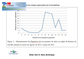 Total de insetos capturados em 8 armadilhas 
Slide: Dori E. Nava (Embrapa) 
 