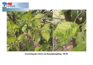 Greening dos citros ou Huanglongbing - HLB 
 
